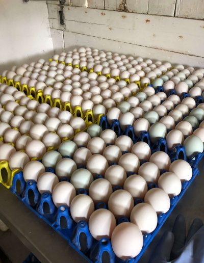 Suppliers & Producers - Image of several crates of St Ewe eggs in yellow and blue cardboard packaging.